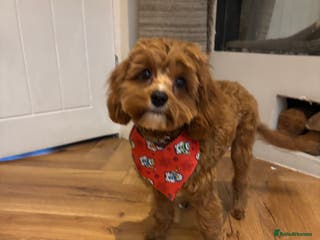 Cavapoo dogs (Unavailable) Six month cavapoo puppy - Advert 15