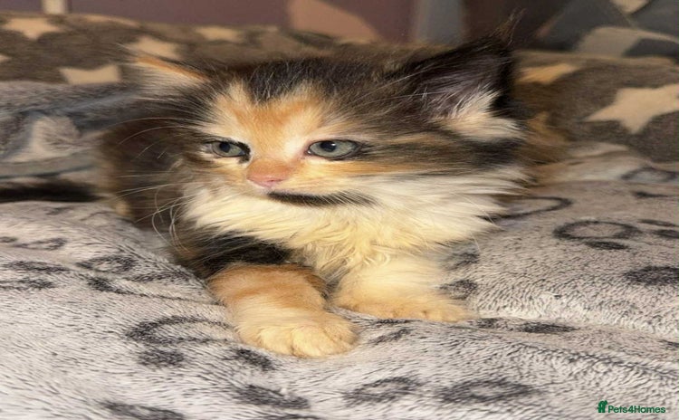 Mixed Breed cats - Advert 1