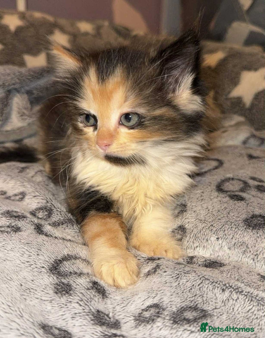 Mixed Breed cats for sale: Ragdoll x kittens - Image 1