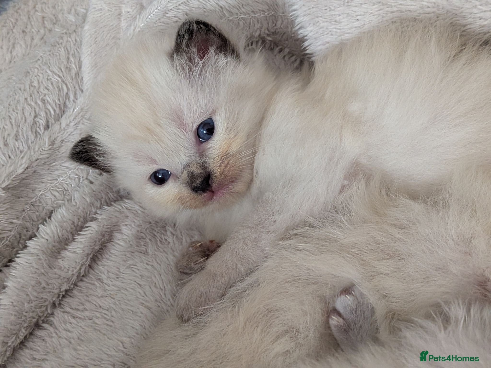 Ragdoll cats ⭐4 beautiful pure ragdolls ⭐3 weeks old 😻 - Advert 2