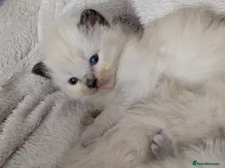 Ragdoll cats ⭐4 beautiful pure ragdolls ⭐3 weeks old 😻 - Advert 2