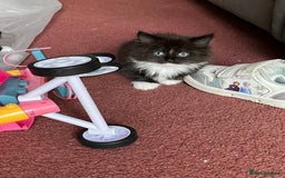 Mixed Breed cats for sale: READY NOW 3 beautiful friendly kittens  - Image 2