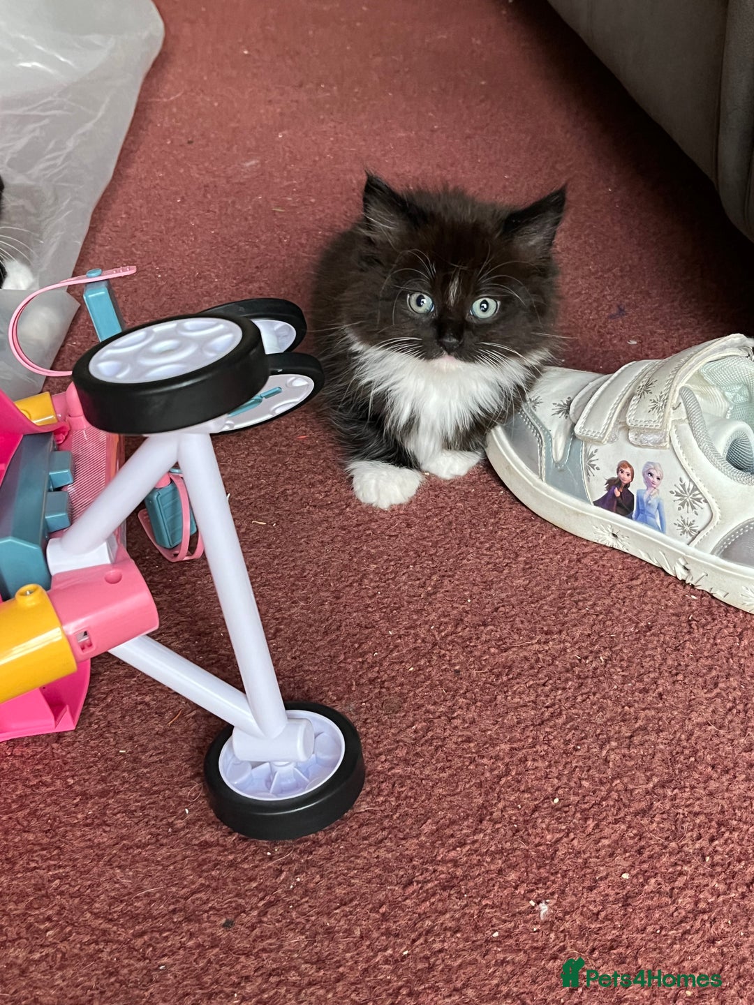 Mixed Breed cats for sale: READY NOW 3 beautiful friendly kittens  - Image 2