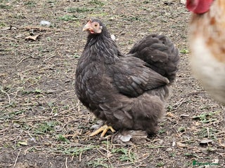 Chickens poultry Bantam pekin - Advert 8