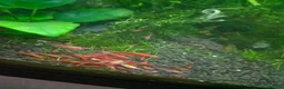 Shrimps fish for sale: Red shrimps - Advert 1