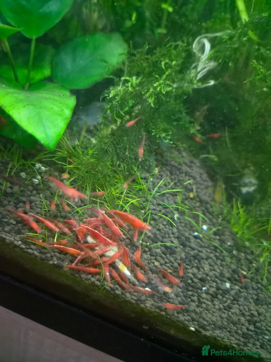 Shrimps fish for sale: Red shrimps - Advert 1