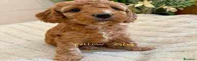 Yellow Collar 