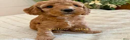 Cockapoo dogs for sale: Beautiful F2 Cockapoo Puppies  - Advert 40