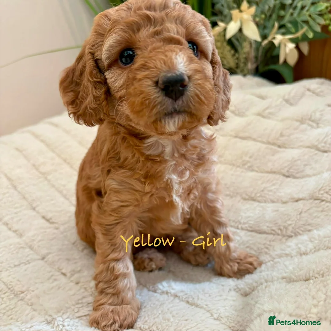 Cockapoo dogs for sale: Beautiful F2 Cockapoo Puppies  - Advert 40