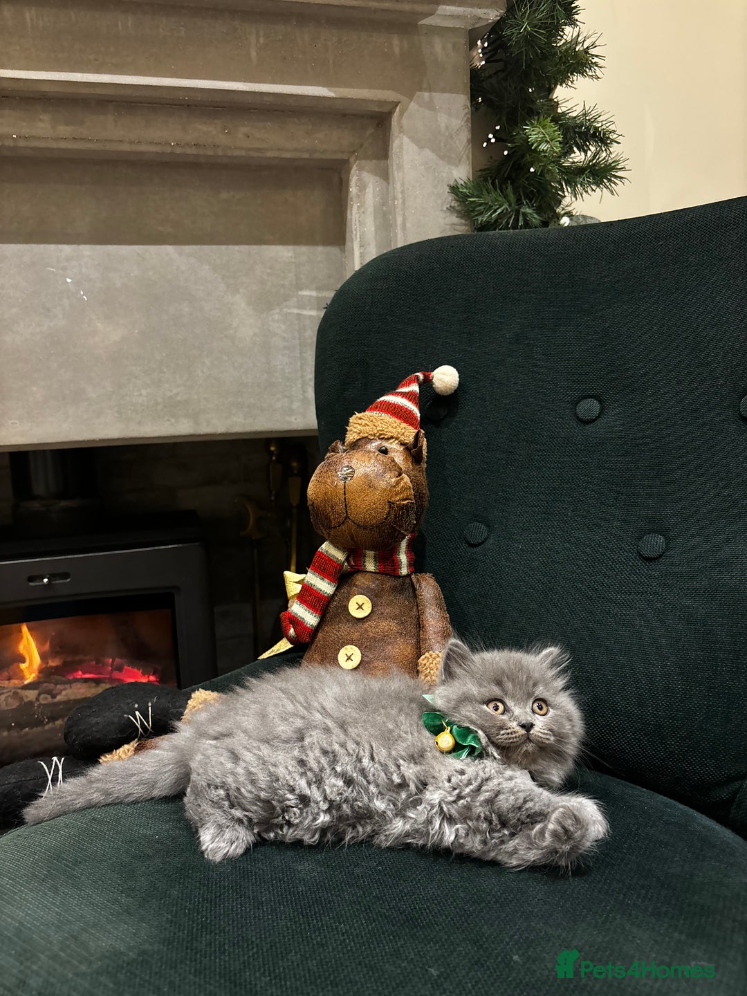 British Shorthair cats for sale: British Shorthair Kittens - Advert 29