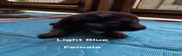 German Shepherd dogs for sale: Top blood line German Shpherd Puppies GSD KC REG in Stockport - Advert 5