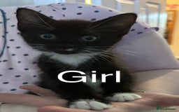Mixed Breed cats for sale: British Bombay mixed  - Image 2