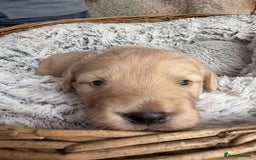 Mixed Breed dogs for sale: Multi generational goldendoodle puppies - Image 15