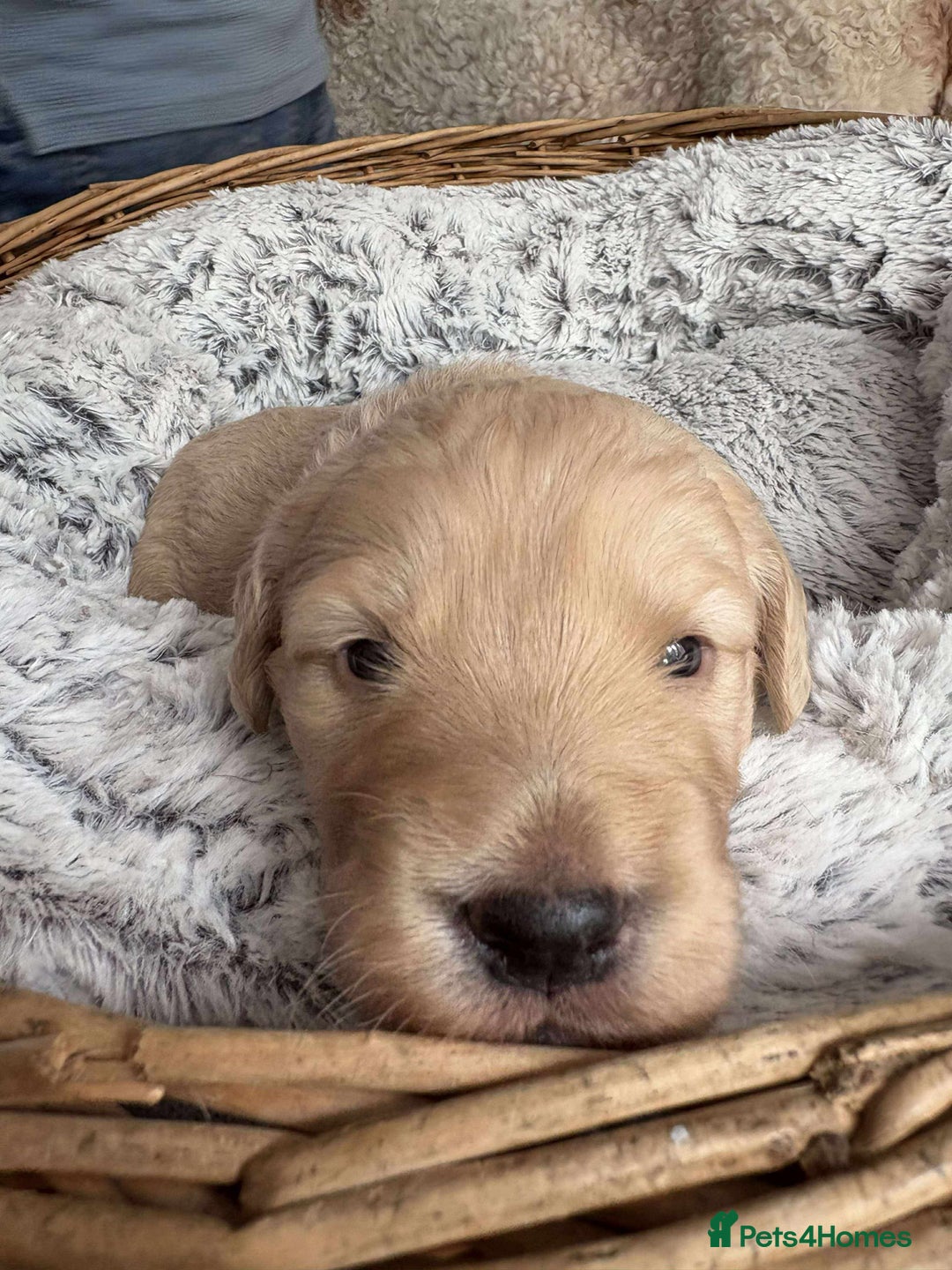 Mixed Breed dogs for sale: Multi generational goldendoodle puppies - Image 15