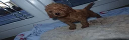 Cockapoo dogs for sale: Cockapoo puppies  in Staines - Advert 6