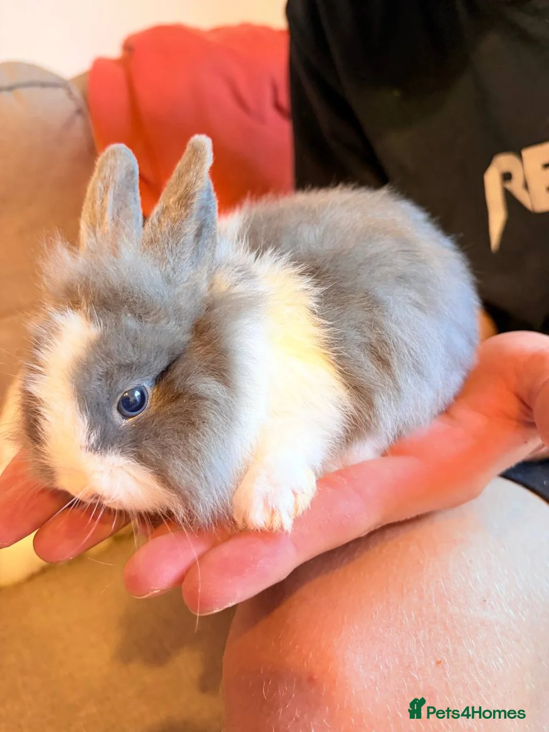 Mini Lion Lop rabbits for sale: Lion head - Advert 7