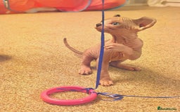 Sphynx cats for sale: Beautiful Pure Sphynx Kittens – Ready Now! - Image 21