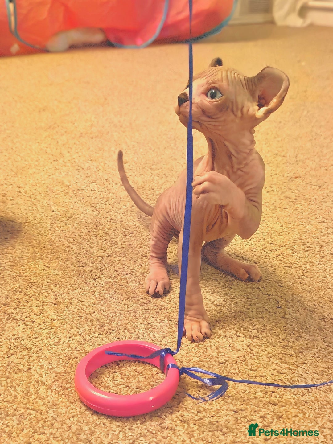 Sphynx cats for sale: Beautiful Pure Sphynx Kittens – Ready Now! - Image 21