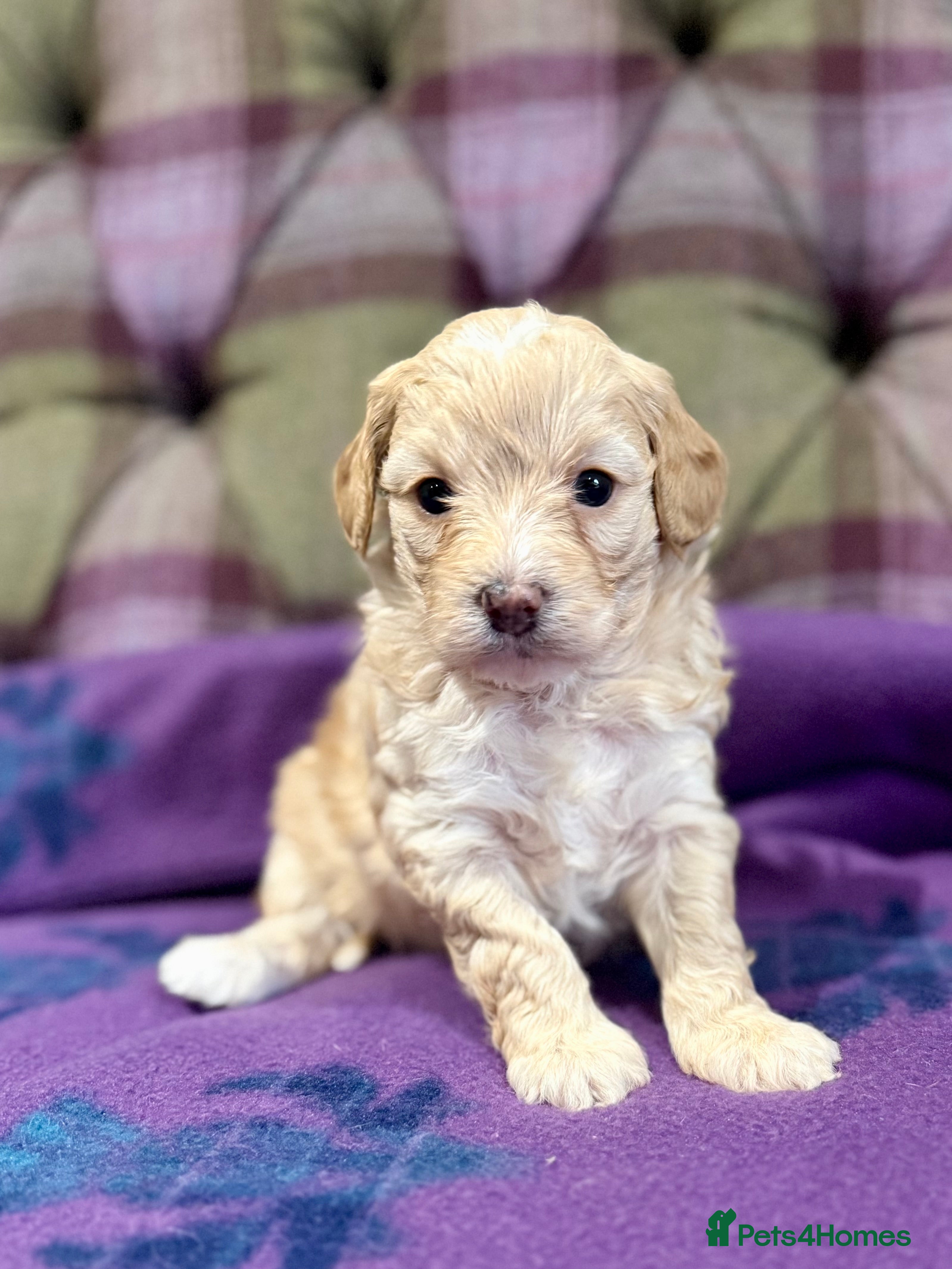 Cavapoo dogs Beautiful F1B Cavapoo puppies  - Advert 5