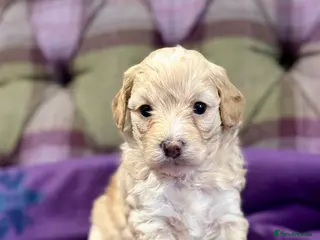 Cavapoo dogs Beautiful F1B Cavapoo puppies - Advert 5