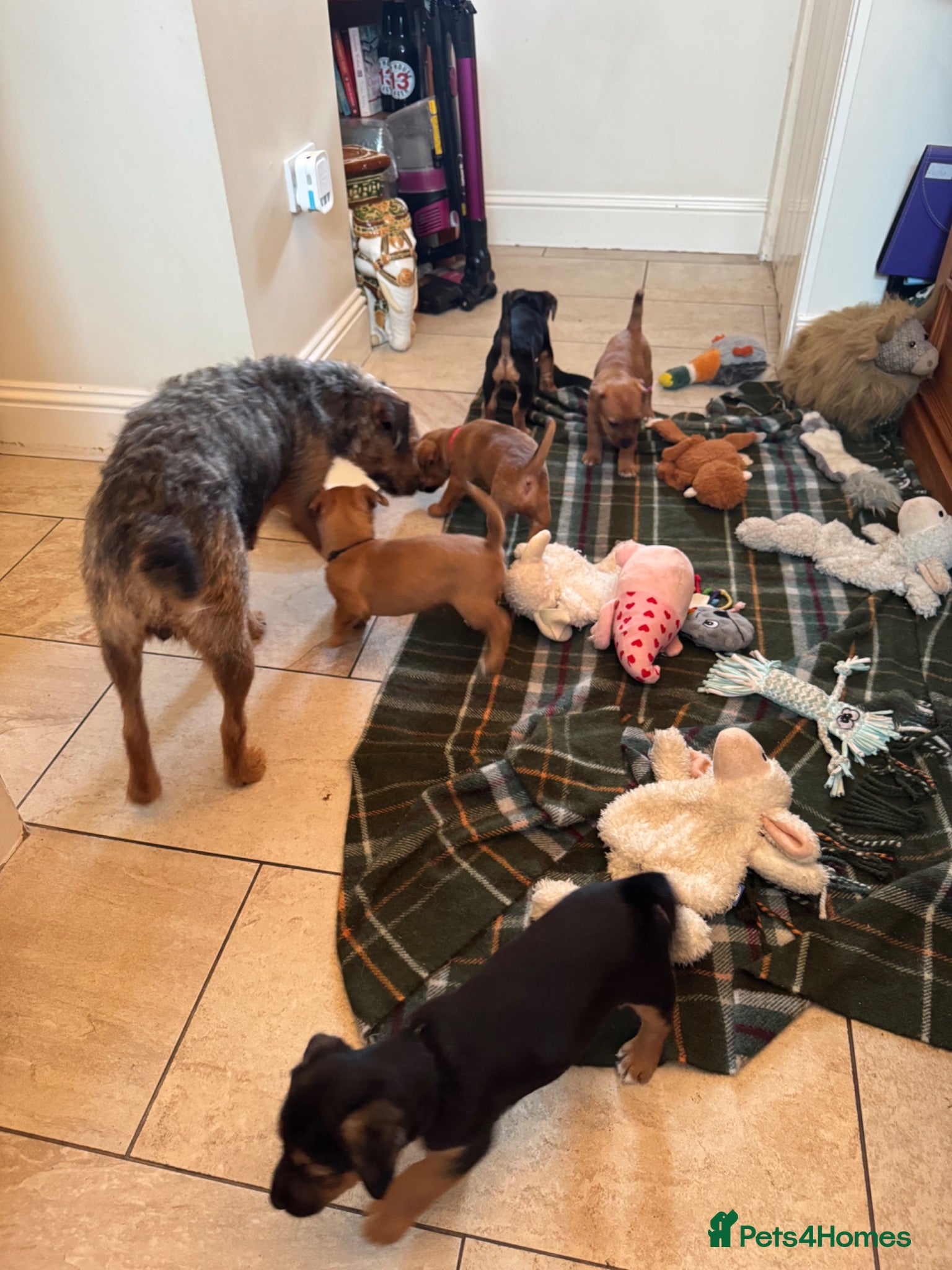 Patterjack dogs Patterjack puppy’s looking for loving home  - Advert 2
