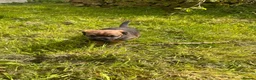 Border Terrier dogs for sale: Border terrier puppies in Lanark - Advert 7
