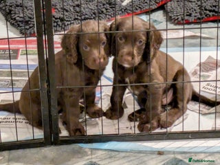 Cocker Spaniel dogs Chocolate/Chocolate Tan working cocker pups - Advert 17