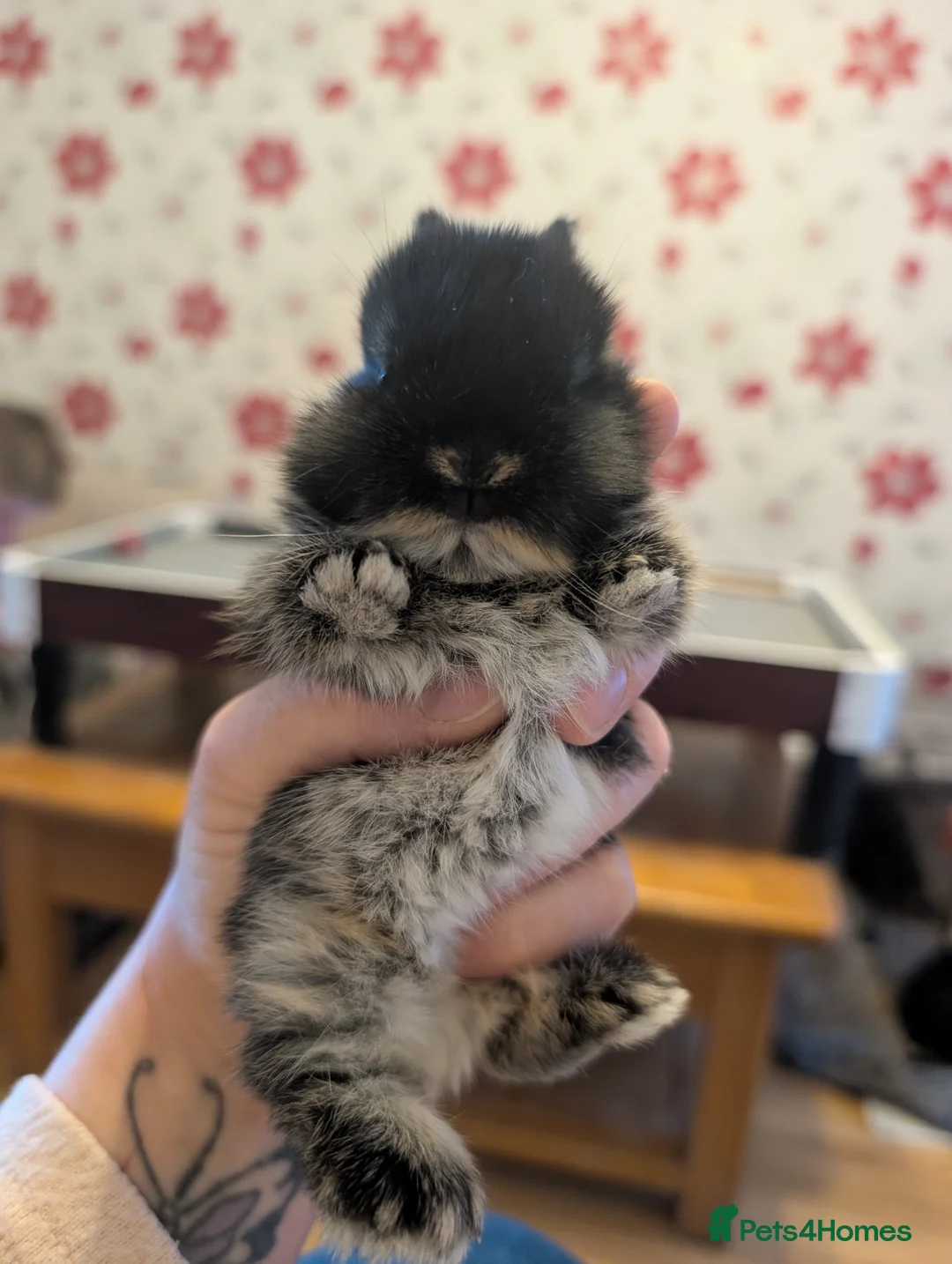 Mixed Breed rabbits for sale: Different Breeds Available - Advert 21