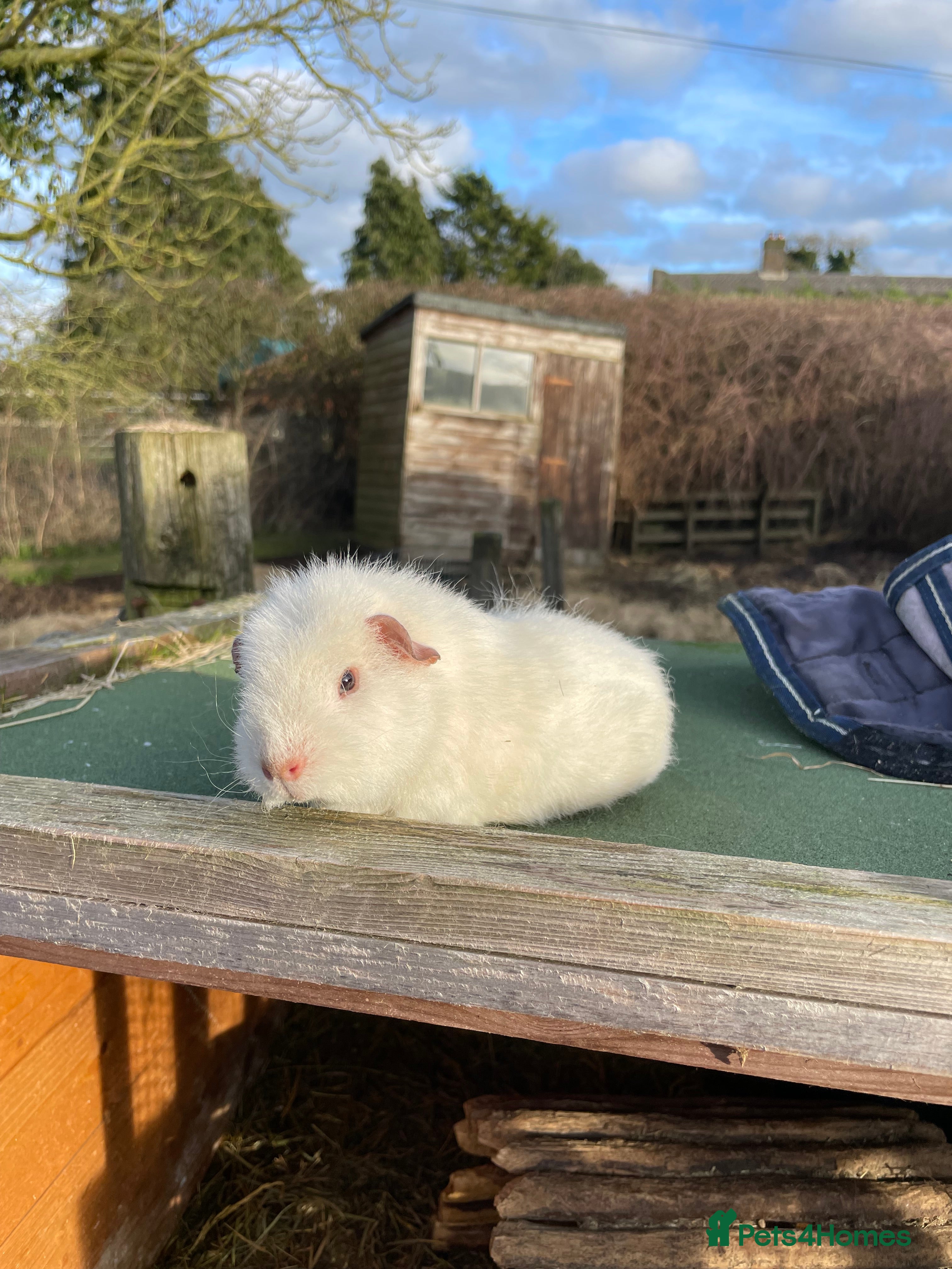 Guinea Pig rodents Girl guinea pigs looking for a loving home  - Advert 1