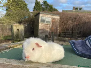 Guinea Pig rodents Girl guinea pigs looking for a loving home - Advert 1