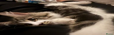 Mixed Breed 1