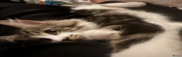 Mixed Breed cats for sale: Gorgeous 6 month old kitten looking for a new home in London - Advert 3