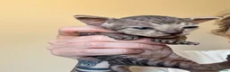 Sphynx cats for sale: Sphynx Kittens - Advert 23