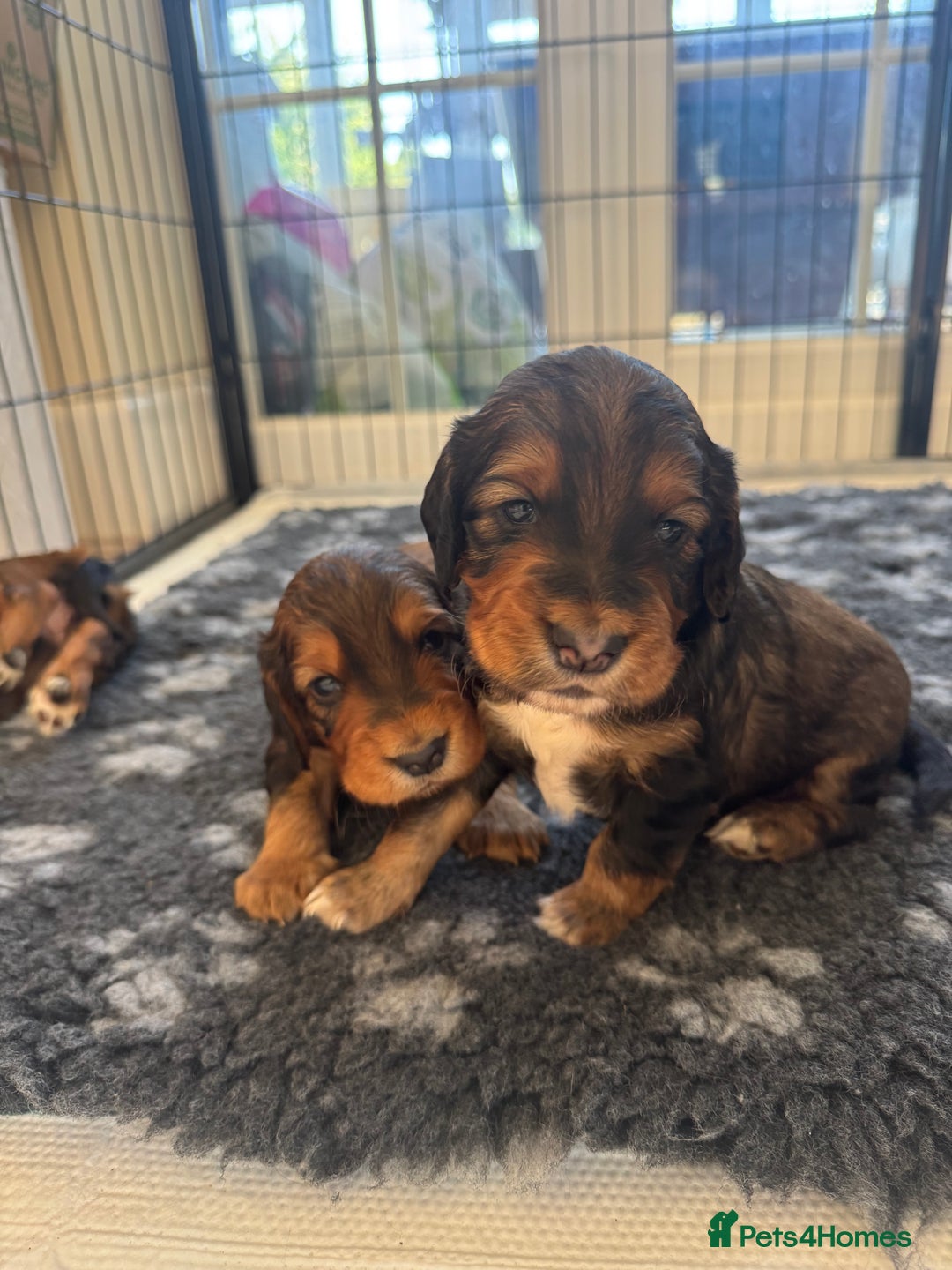 Cocker Spaniel dogs for sale: Working cocker spaniels - Image 6