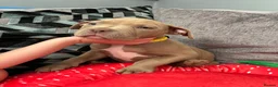 American Bully dogs for sale: American bully puppies  - Advert 11