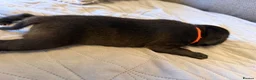Staffordshire Bull Terrier dogs for sale: 10 Gorgeous Brindle Pups  - Advert 11