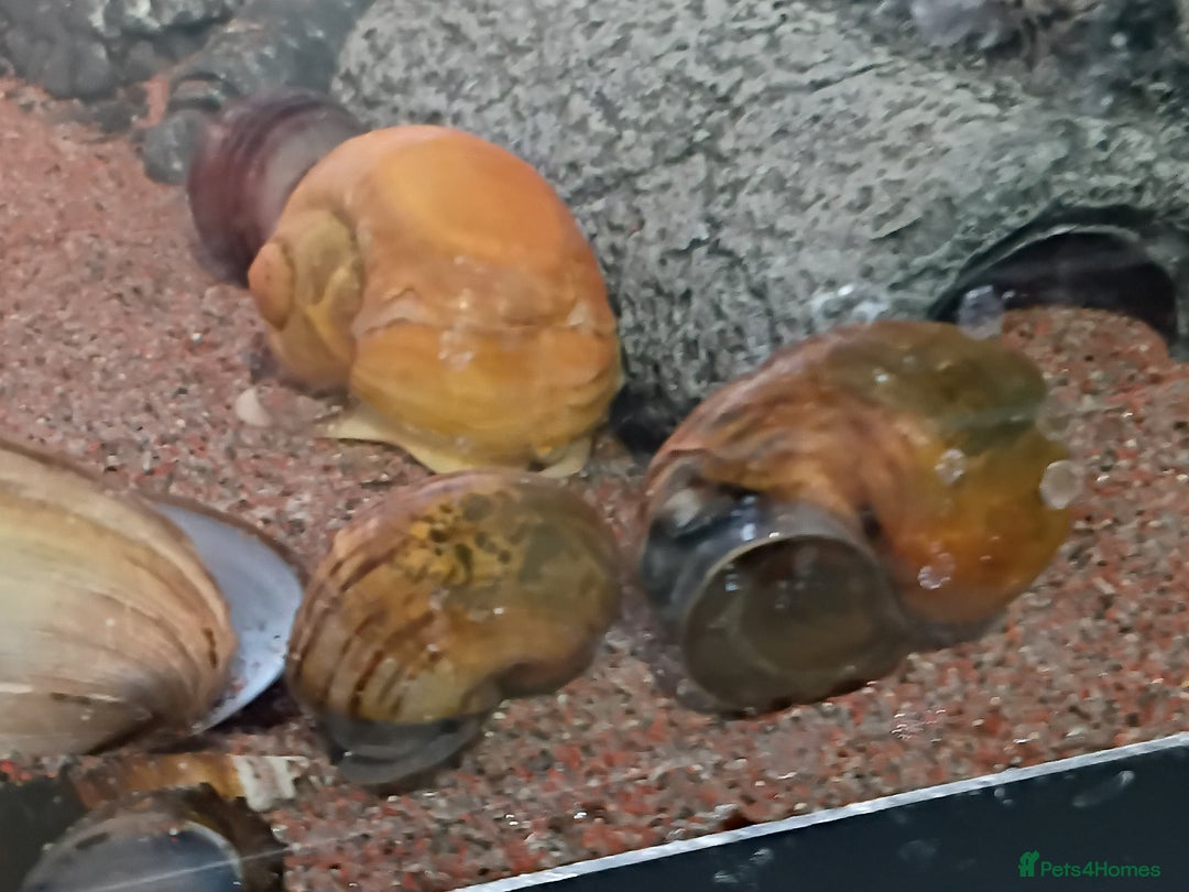 Snails fish for sale: Mixture of Snails for Sale - Advert 4