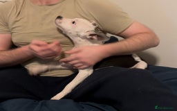 Staffordshire Bull Terrier dogs for sale: Staffordshire Bull Terrier Male Puppy - Image 9