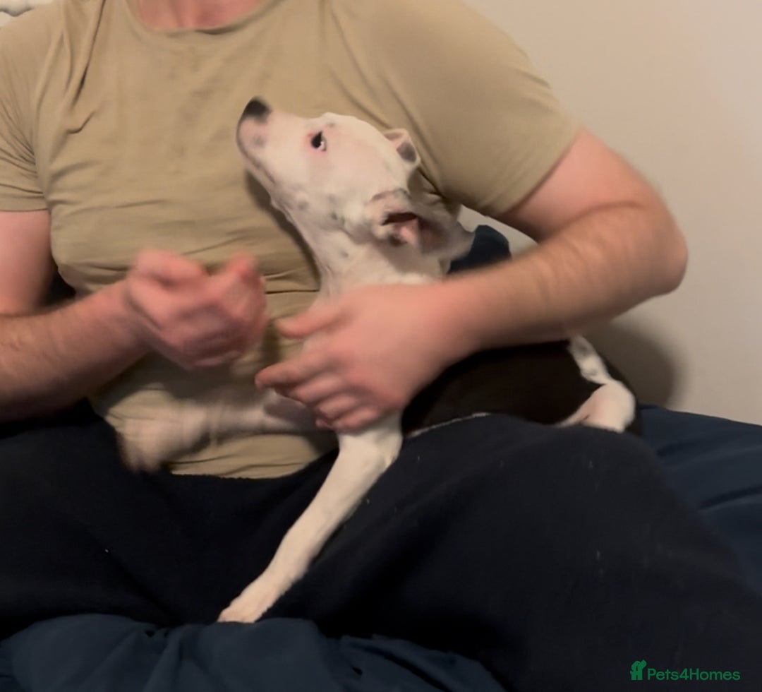 Staffordshire Bull Terrier dogs for sale: Staffordshire Bull Terrier Male Puppy - Image 9