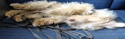 Maltipoo dogs for sale: Maltipoo to be re-homed FREE in Wokingham - Advert 3