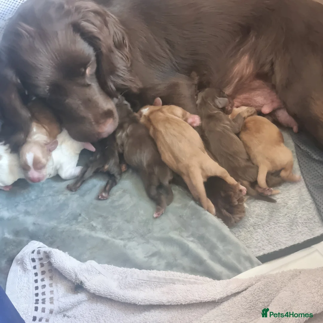 Cocker Spaniel dogs for sale: Beautiful Cocker Spaniel Boys For Sale in Rugeley - Advert 10
