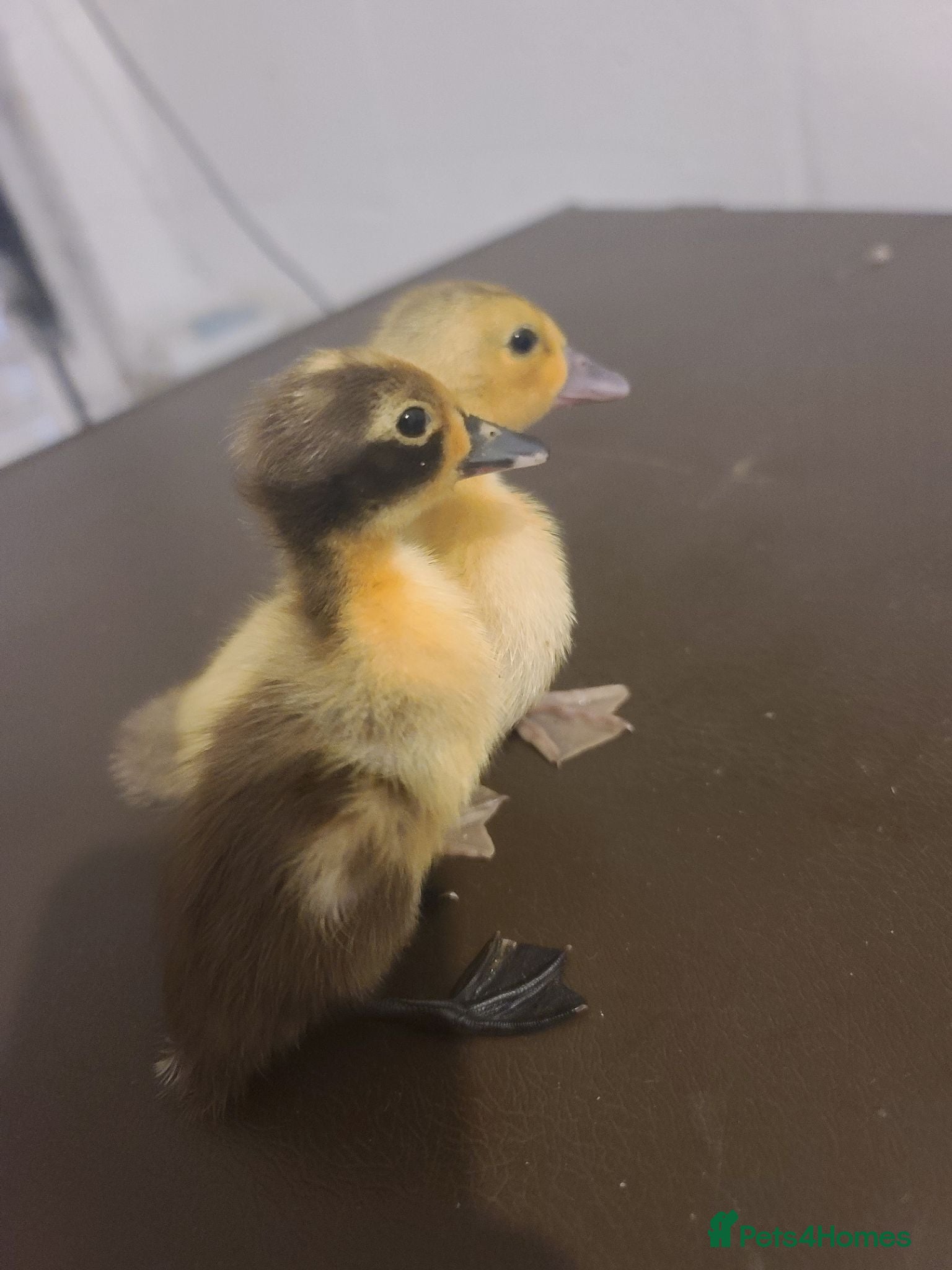 Ducks poultry ☆ Mixed unsexed ducklings looking for a new home ☆ - Advert 1