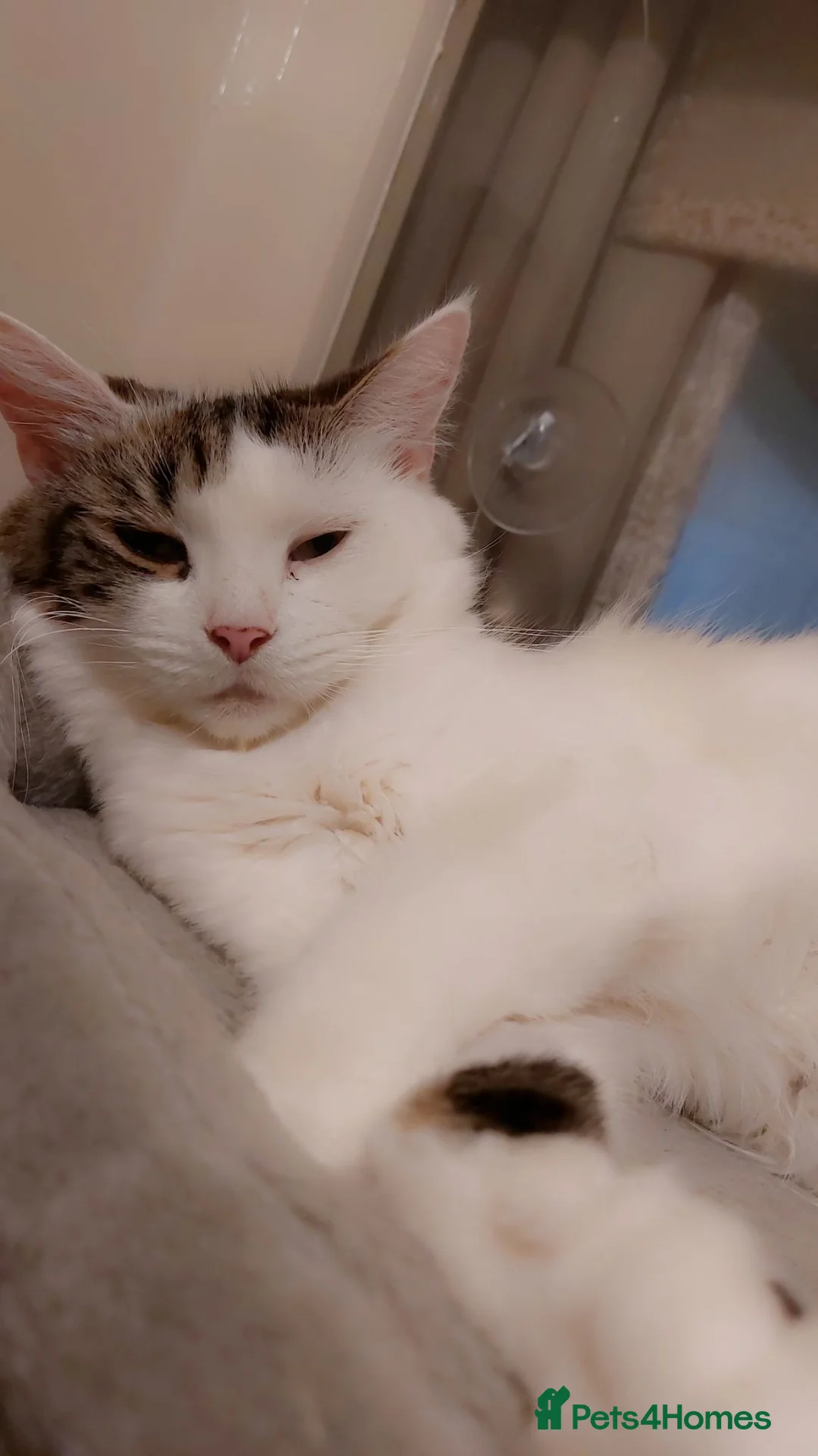 Mixed Breed cats for sale: 3 beautiful kitten - Advert 8
