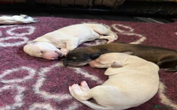 Saluki dogs for sale: Beautiful Saluki  - Image 31
