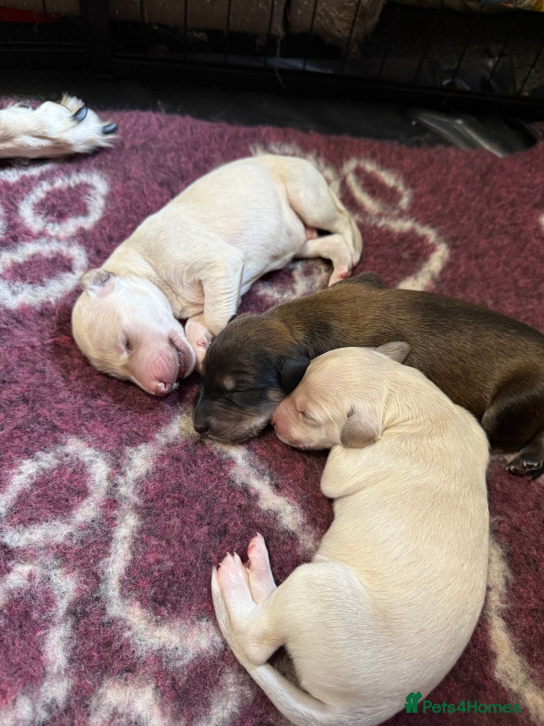 Saluki dogs for sale: Beautiful Saluki  - Image 31