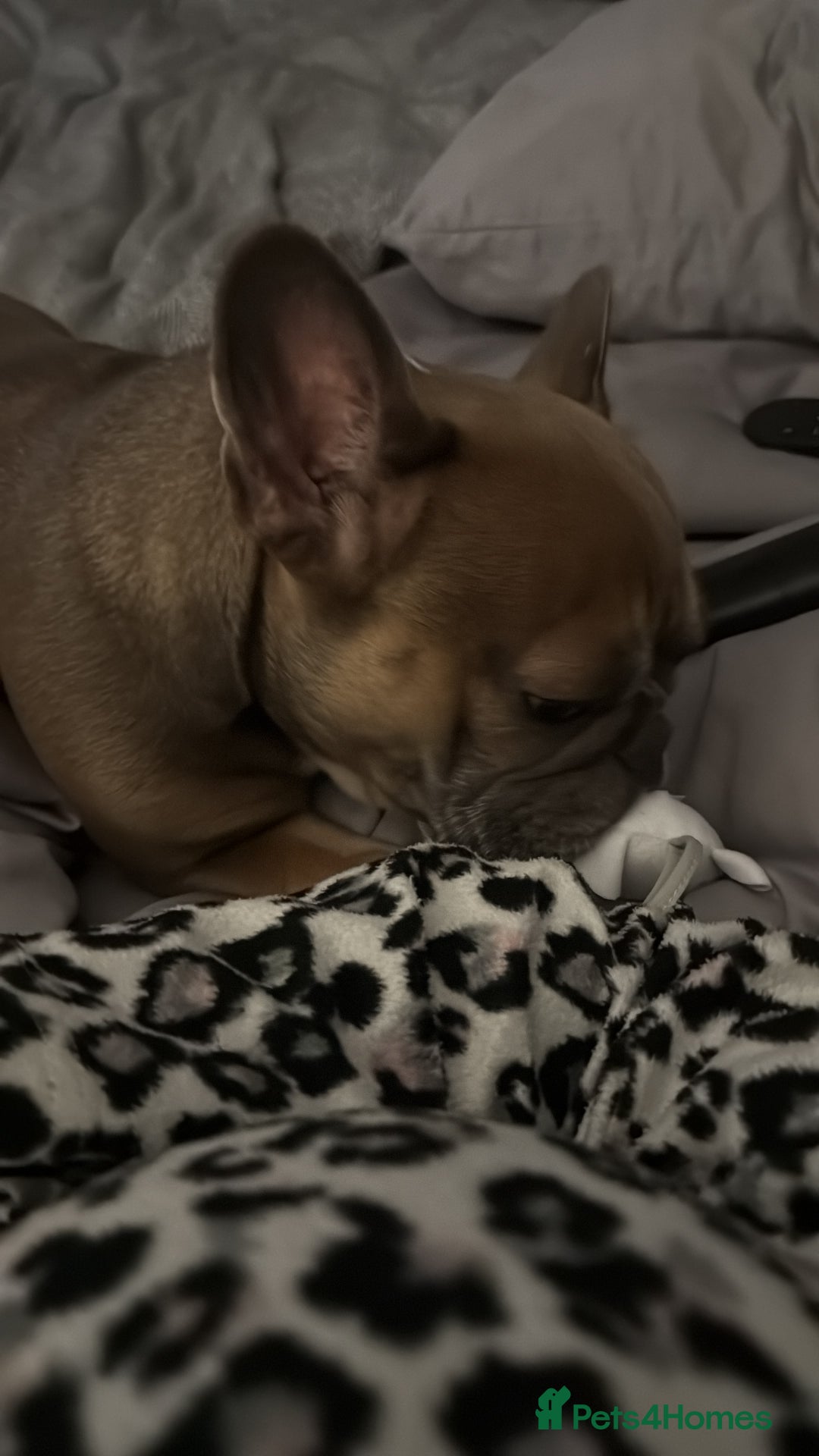 French Bulldog dogs for sale: Female French bulldog - Advert 8