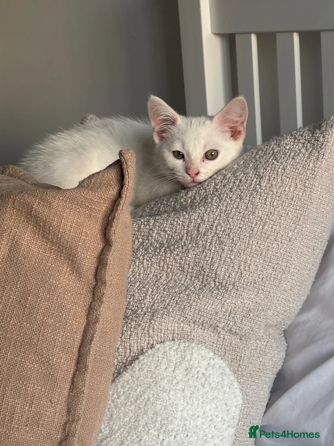 Domestic Shorthair cats for sale: White male kitten  in Leicester - Advert 12