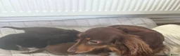 Miniature Dachshund dogs for sale: Long hair mini dachshund  in Pulborough - Advert 3