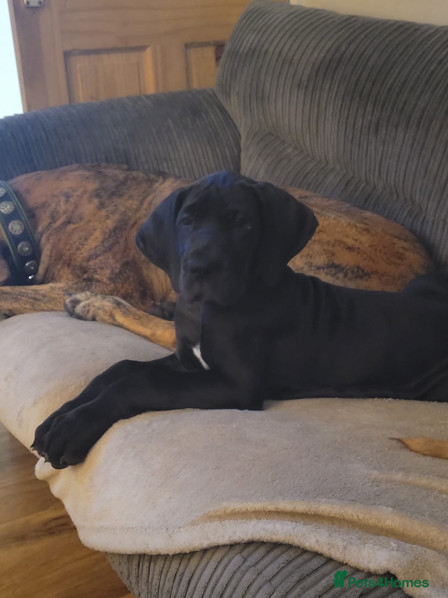 Great Dane dogs Only 1 beautiful Great Dane girl left. Ready now - Advert 4