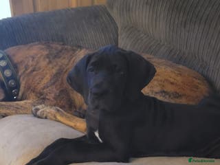 Great Dane dogs Only 1 beautiful Great Dane girl left. Ready now - Advert 4